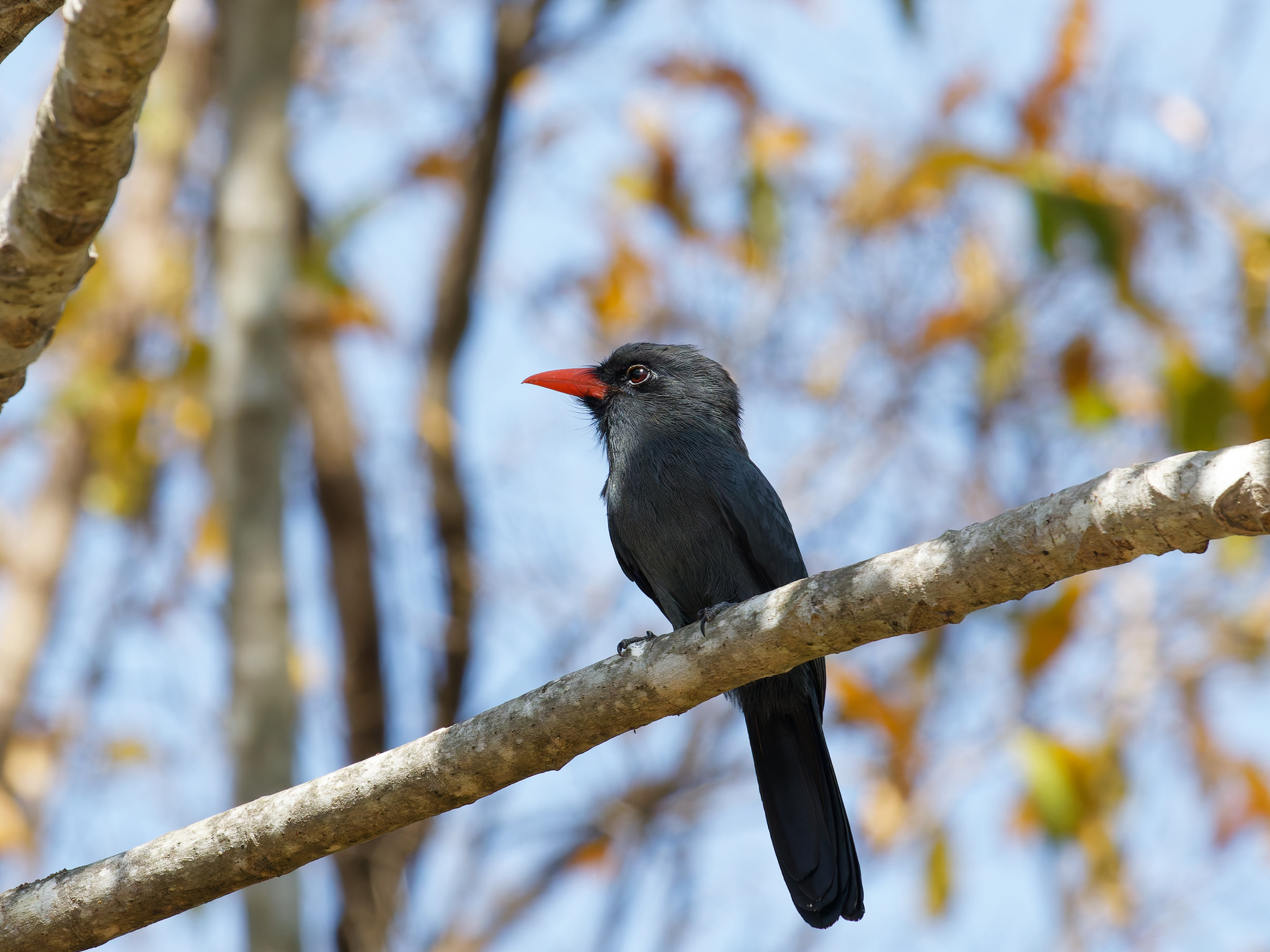 Black-fronted Nunbird illustration
