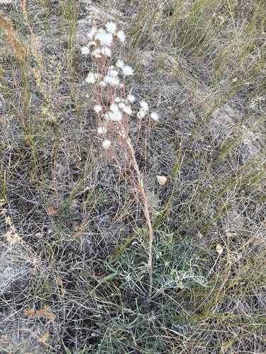 Jurinea polyclonos, photograph 6