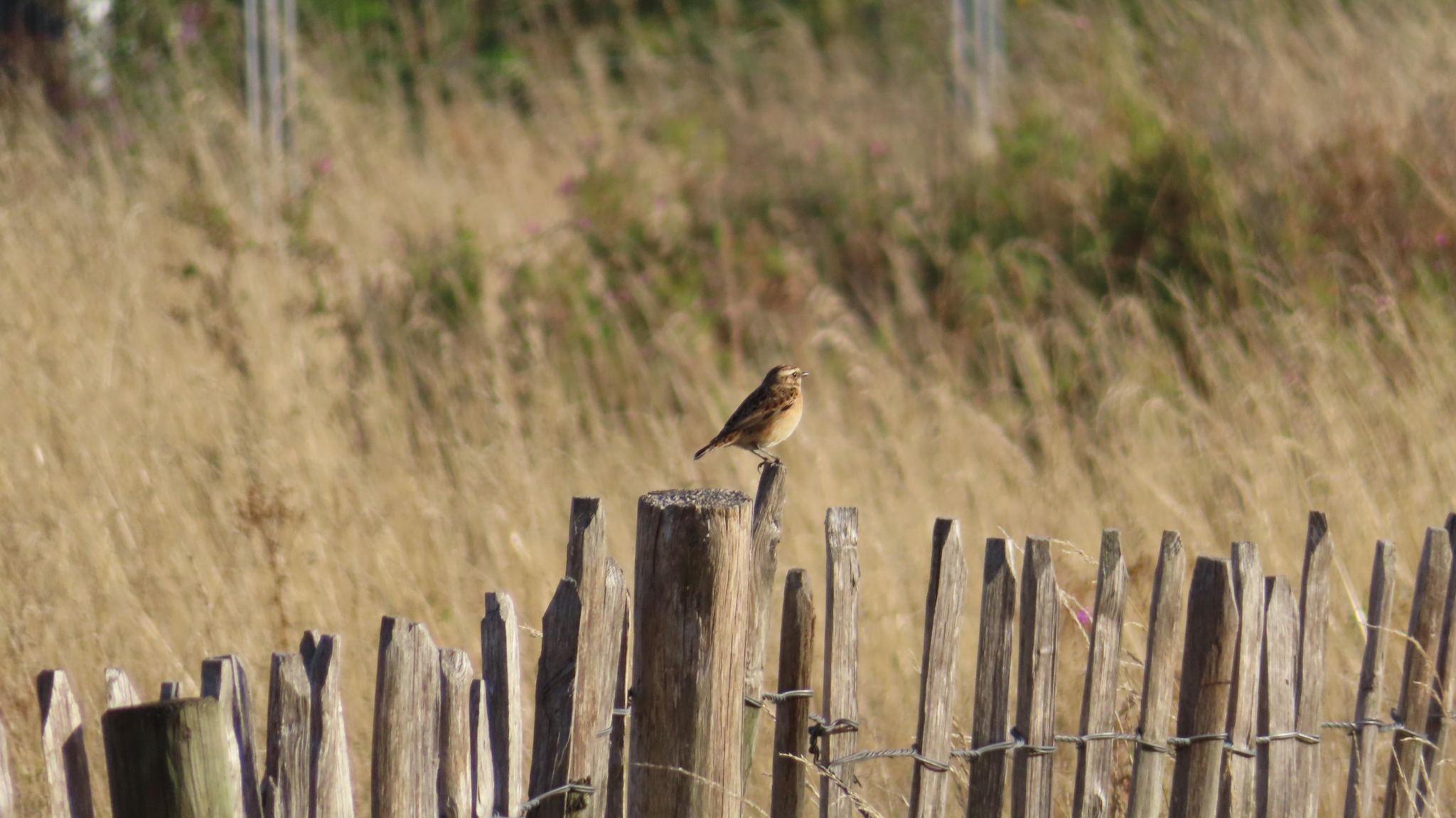 Whinchat
