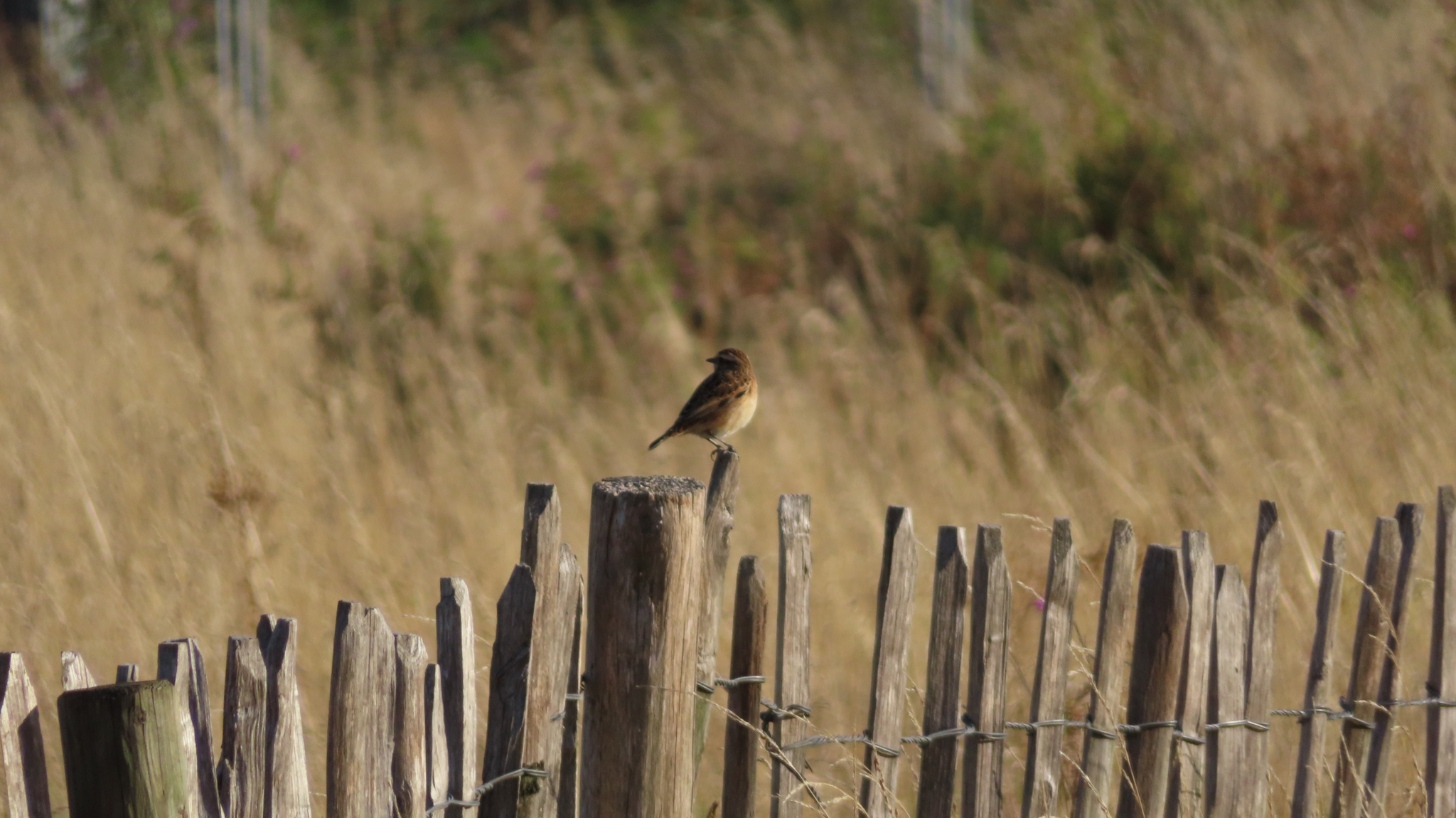 Whinchat