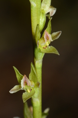 Prasophyllum roseum