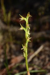 Prasophyllum roseum