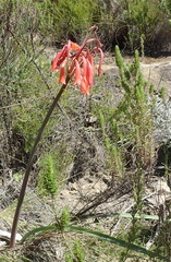 Cyrtanthus angustifolius