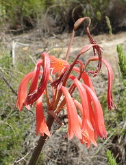 Cyrtanthus angustifolius