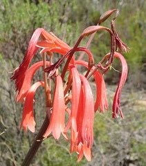 Cyrtanthus angustifolius