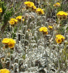 Berkheya francisci