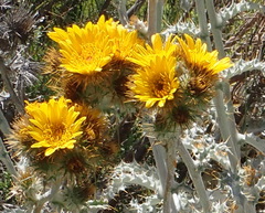 Berkheya francisci