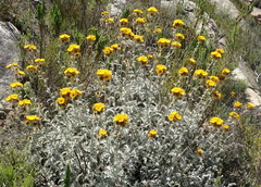 Berkheya francisci
