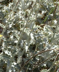 Berkheya francisci