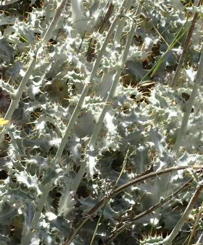 Image of Berkheya francisci by (c) Nicola van Berkel, some rights reserved (CC BY-SA)