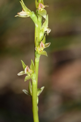 Prasophyllum roseum