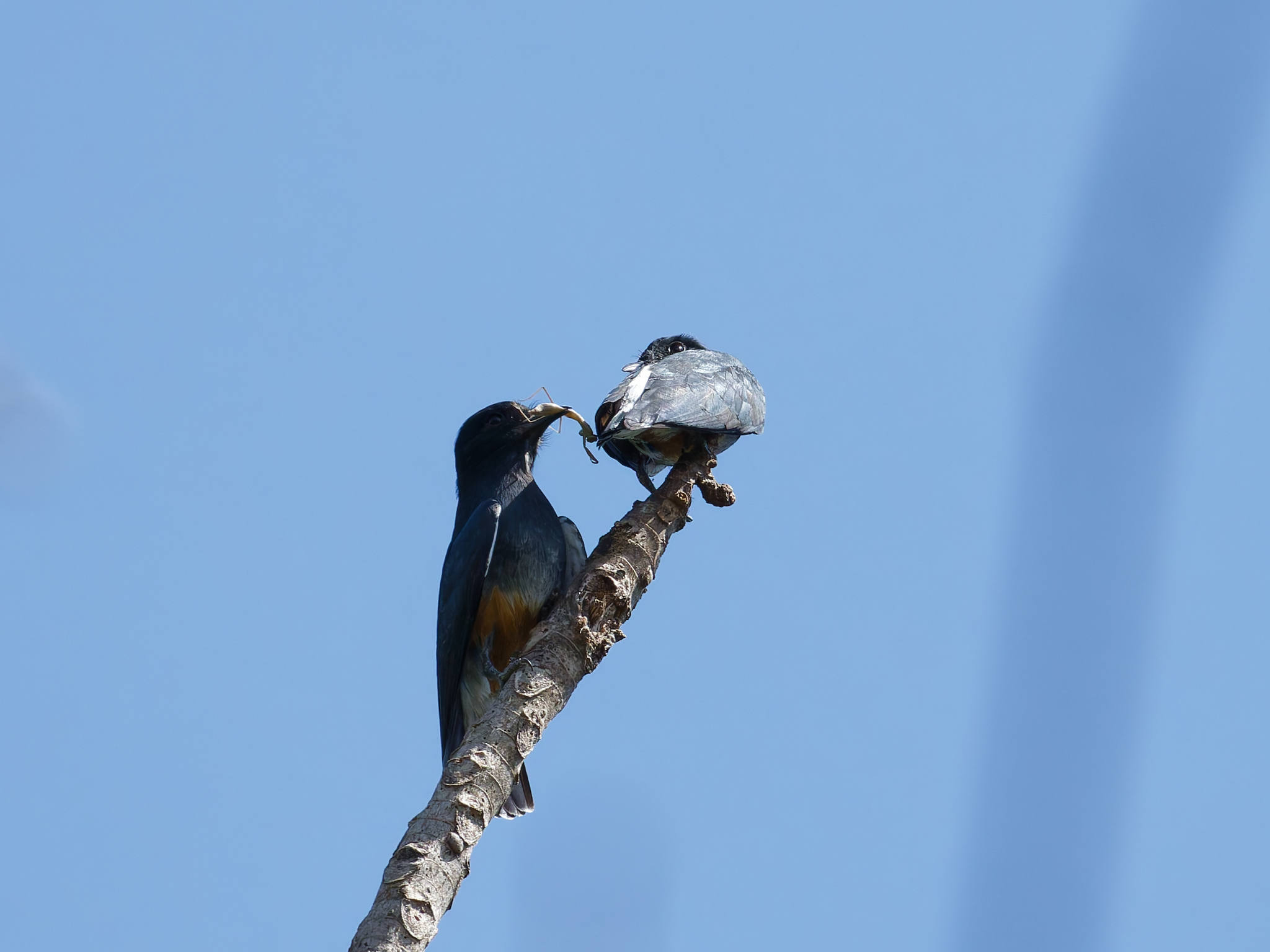 Swallow-winged Puffbird illustration