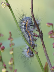 Acronicta cinerea