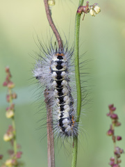 Acronicta cinerea