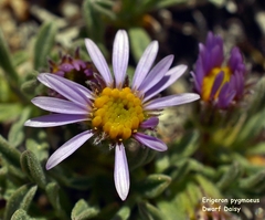 Erigeron pygmaeus