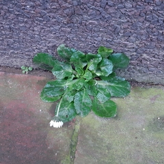Bellis perennis
