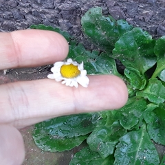 Bellis perennis