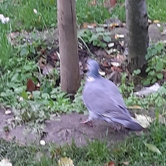 Columba palumbus