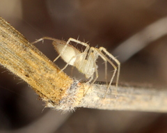Oxyopidae