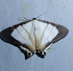 Cyphura semiobsoleta