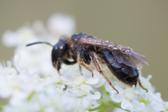 Halictus maculatus