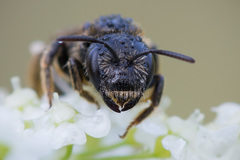 Halictus maculatus