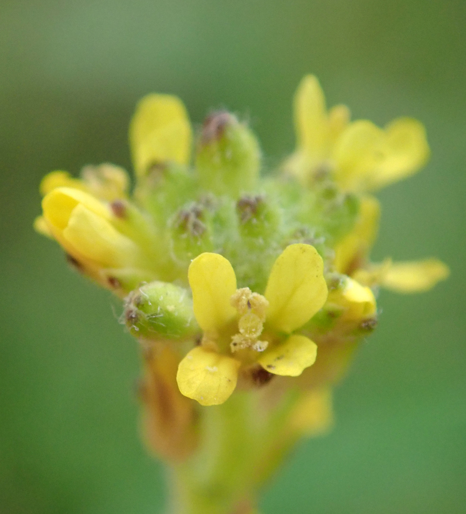 Sisymbrium (Habitat Indicator Species) · iNaturalist