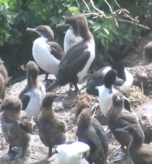 Leucocarbo chalconotus