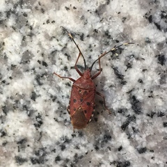 Urochela quadrinotata