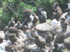 Leucocarbo chalconotus