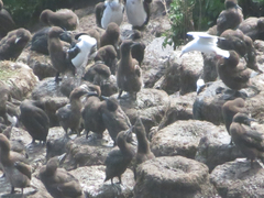 Leucocarbo chalconotus