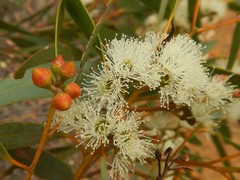 Eucalyptus diversifolia