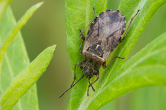 Nithecus jacobaeae