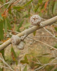 Eucalyptus diversifolia
