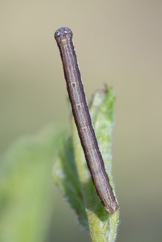 Rudasprindis nuotrauka