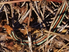 Thamnophis sirtalis tetrataenia