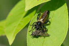 Laphria flava