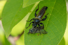 Laphria flava