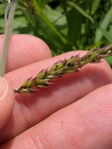 Eriochloa punctata observed 2025-09-02