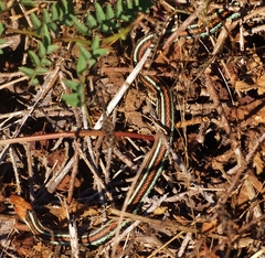 Thamnophis sirtalis tetrataenia