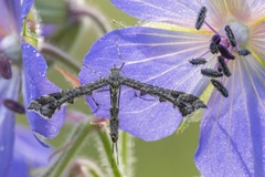 Amblyptilia punctidactyla
