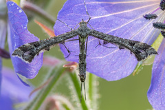 Amblyptilia punctidactyla