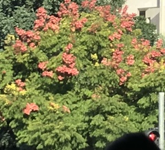 Bougainvillea