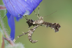 Amblyptilia punctidactyla