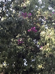 Bougainvillea