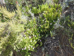 Pelargonium laevigatum laevigatum