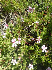 Pelargonium laevigatum laevigatum
