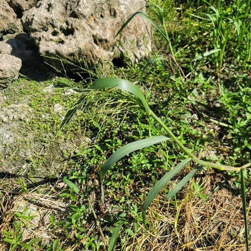Panicum bartowense observed 2025-09-02