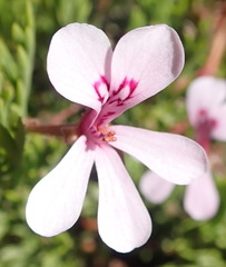 Pelargonium laevigatum laevigatum
