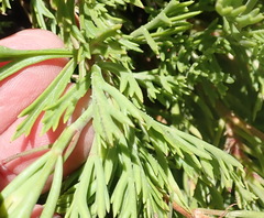 Pelargonium laevigatum laevigatum